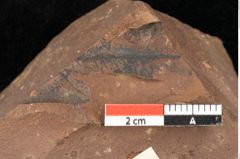 Foto (Detailsansicht) von Quercus palaeoilex Ettingshausen (NHMW-GEO-2024-0188-0971)